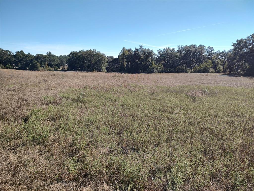 A large, flat, grassy field is bordered by a line of mature trees — NW 54TH LOOP LOT 6, OCALA, FL
