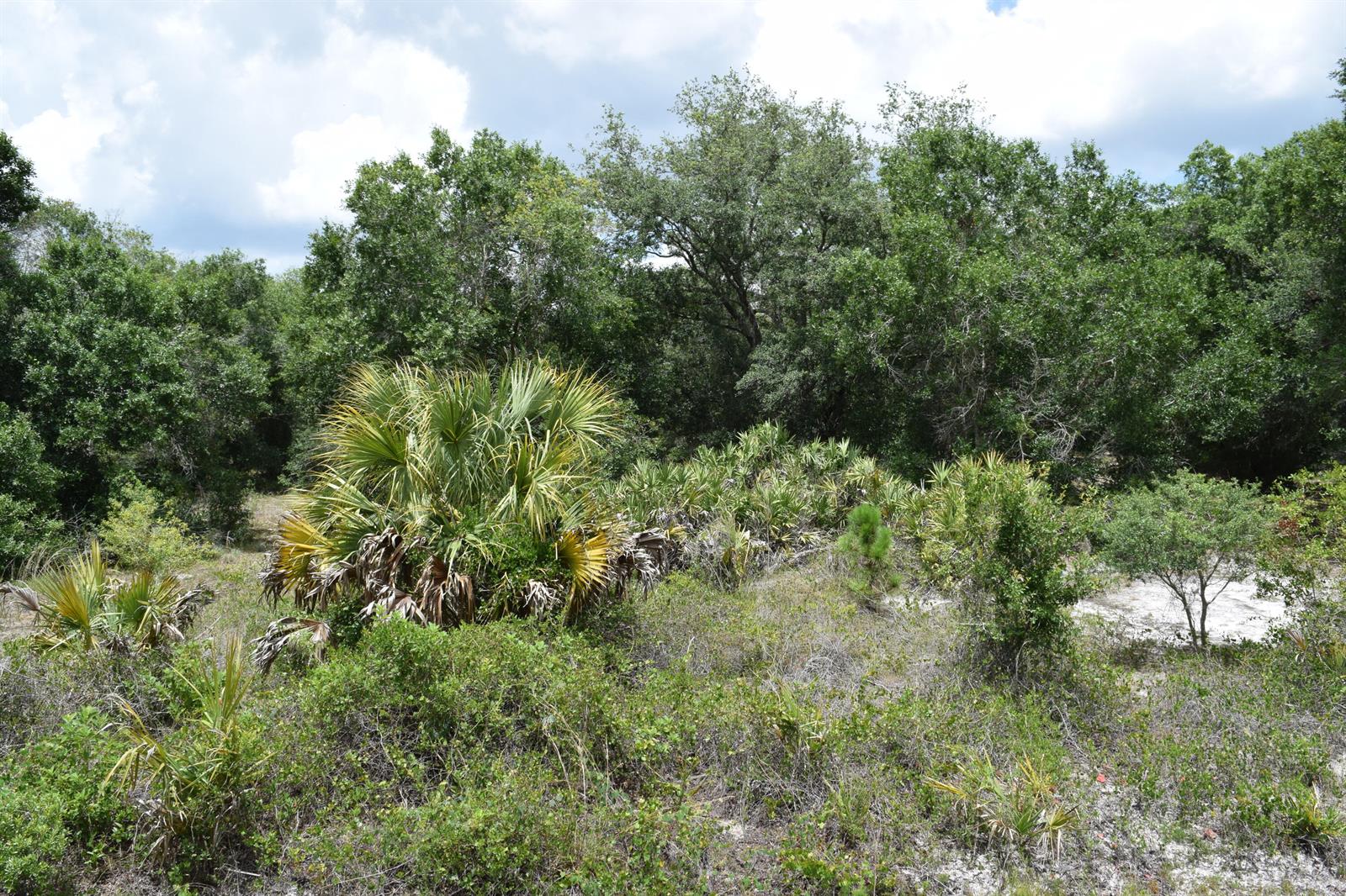 A view of a wooded lot featuring saw palmettos and sandy soil under a cloudy sky — 17119 NW 276th Street, Okeechobee FL 34972, OKEECHOBEE, FL