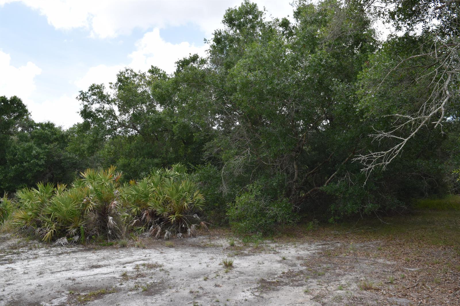 A sandy clearing sits in front of a dense forest with palmetto bushes and trees — 17119 NW 276th Street, Okeechobee FL 34972, OKEECHOBEE, FL