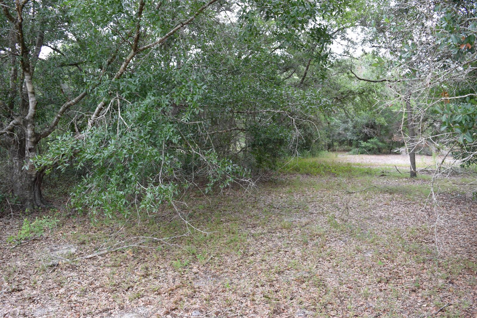 A wooded lot with mature trees and a ground layer of fallen leaves and grass — 17119 NW 276th Street, Okeechobee FL 34972, OKEECHOBEE, FL