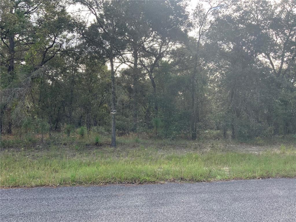 A paved road runs in front of a wooded, undeveloped residential lot — SE 39TH.  LOT 33 STREET, MORRISTON, FL