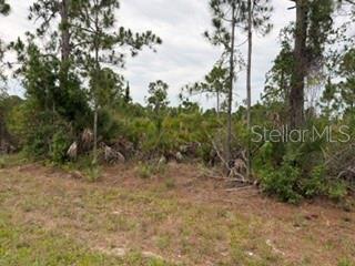 A view of a vacant, wooded lot with pine trees and low-lying vegetation — 12141 MC ELROY AVENUE, PORT CHARLOTTE, FL