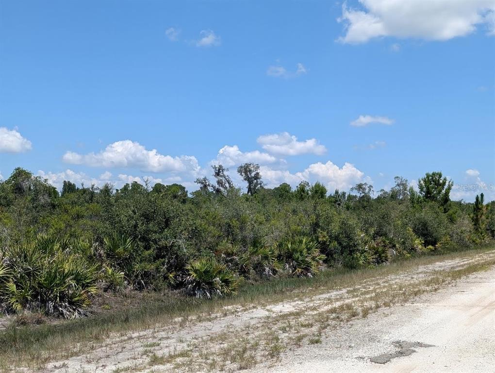 A dirt road runs alongside a dense, overgrown lot filled with trees and palmetto bushes — SARASOTA DRIVE, INDIAN LAKE ESTATES, FL