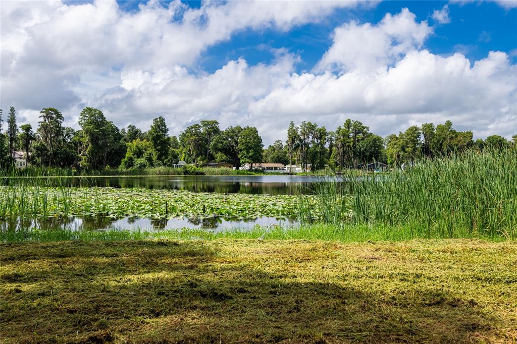 A view of a lake with lily pads, tall grasses, and trees under a cloudy sky — 21414 LAKE SHARON DRIVE, LAND O LAKES, FL