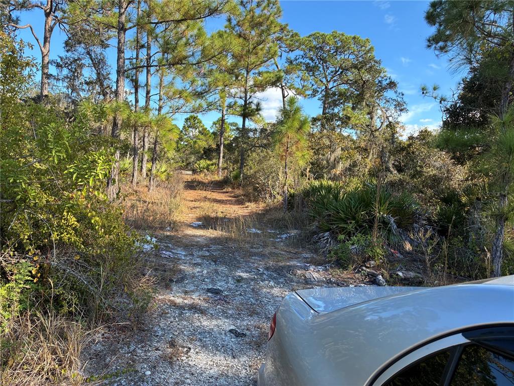 A dirt path leads into a wooded lot with pine trees and low-lying vegetation — 321 SHOWBOAT AVENUE, LAKE PLACID, FL
