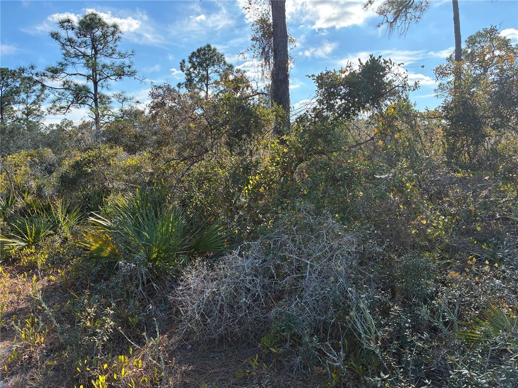 A view of a wooded lot featuring pine trees, palmettos, and dense native Florida scrub — 321 SHOWBOAT AVENUE, LAKE PLACID, FL