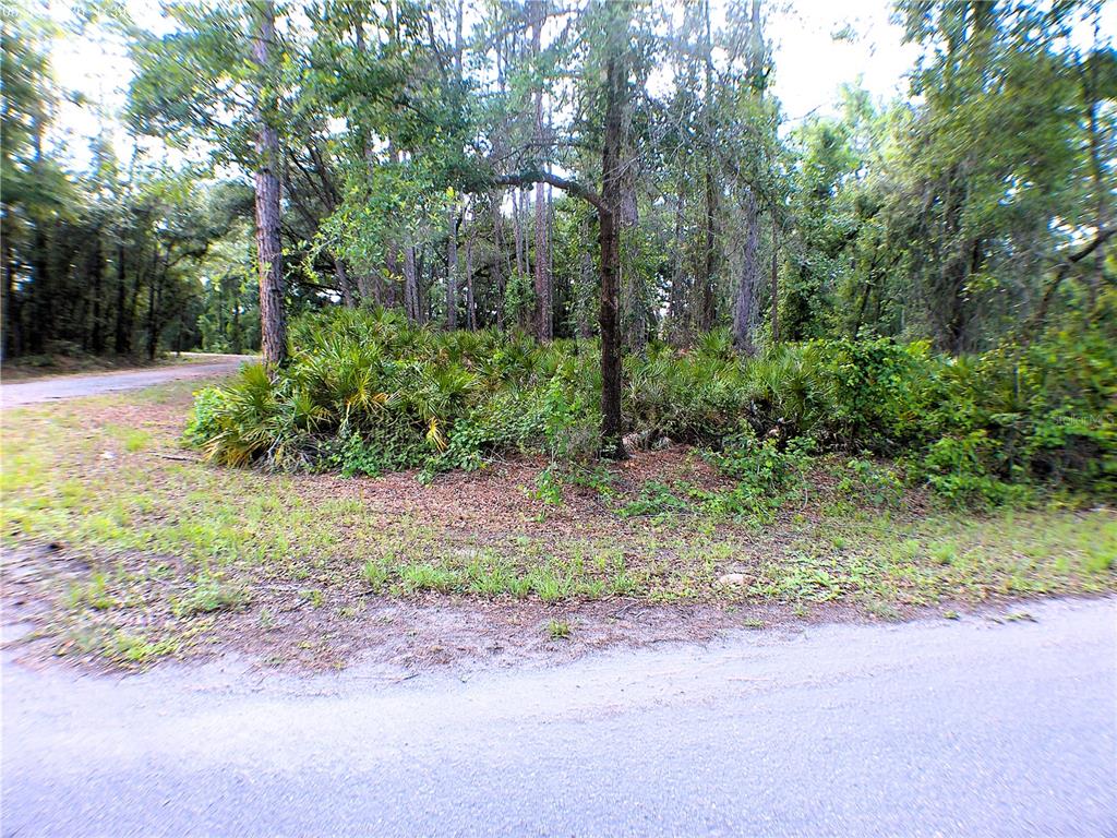 A wooded, undeveloped lot with native vegetation and trees sits adjacent to a paved road — SEQUOIA DRIVE, OCKLAWAHA, FL