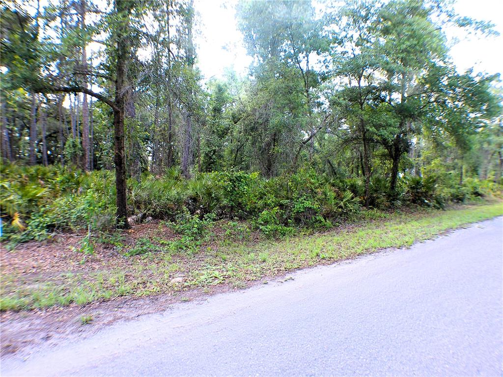 A paved road runs alongside a wooded lot filled with dense trees and low-lying vegetation — SEQUOIA DRIVE, OCKLAWAHA, FL