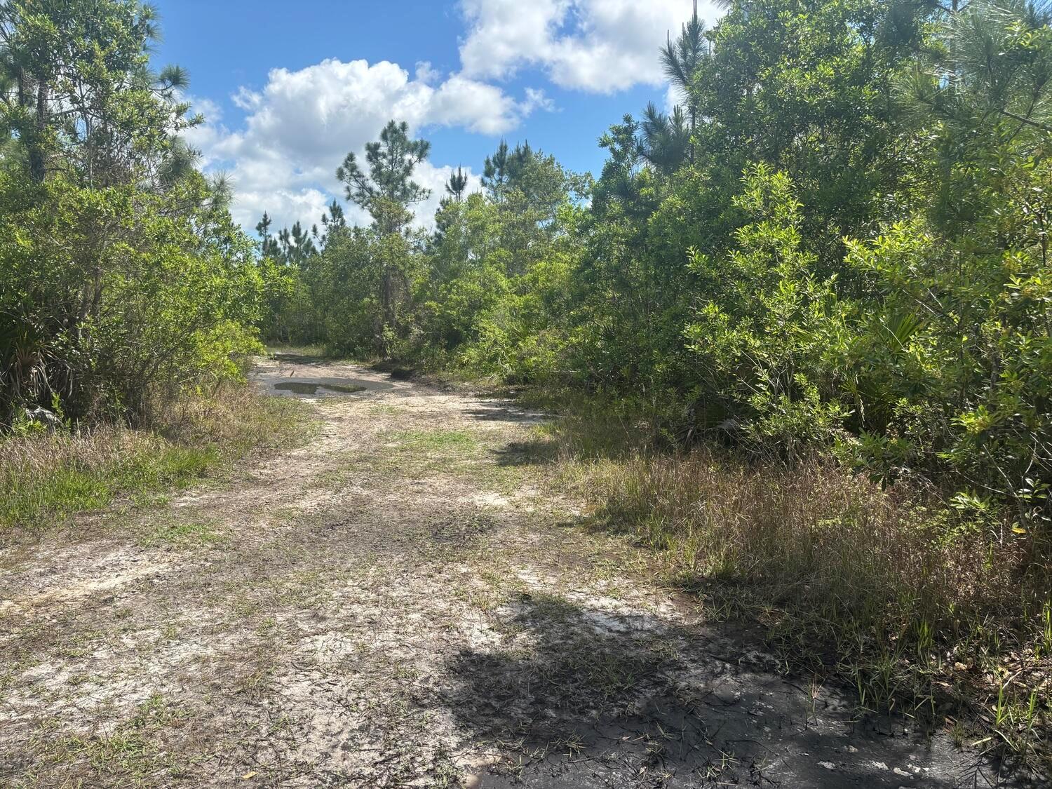 A dirt path leads through a wooded area with a small puddle under a blue sky — 0 Holopaw Groves Road, FL 34772, FL
