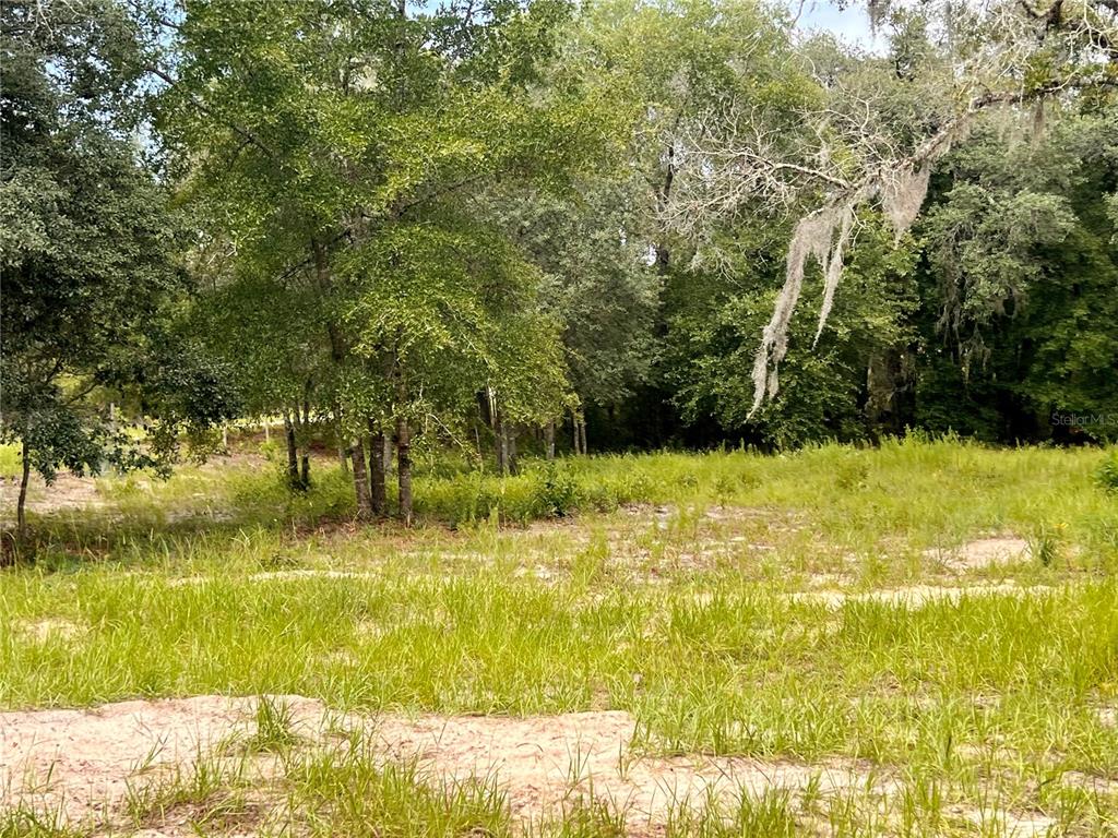 A grassy, partially cleared lot features scattered trees and dense woods in the background — 6281 SW 169TH COURT, OCALA, FL