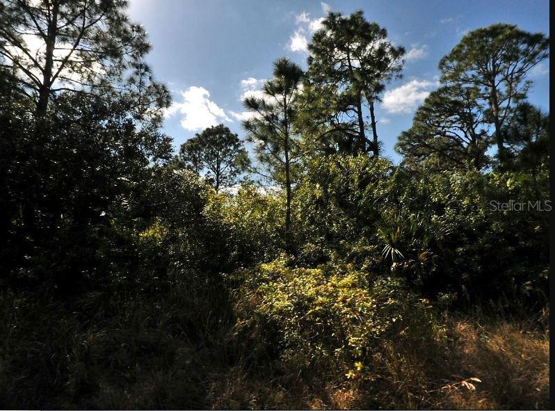 A view of a wooded lot featuring tall pine trees and dense undergrowth — KIMBERLY DRIVE, NORTH PORT, FL
