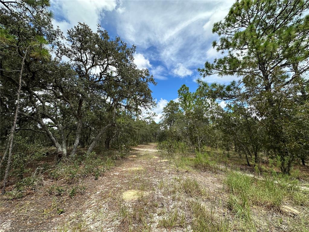 A dirt path winds through a wooded area with pine and oak trees under a sky — TBD SE 105TH LANE, DUNNELLON, FL
