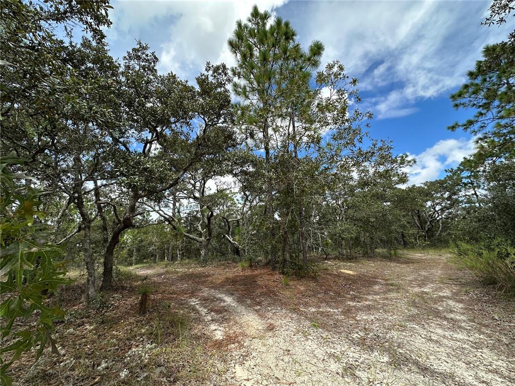 A sandy path winds through a wooded area with pine and oak trees — TBD SE 105TH LANE, DUNNELLON, FL