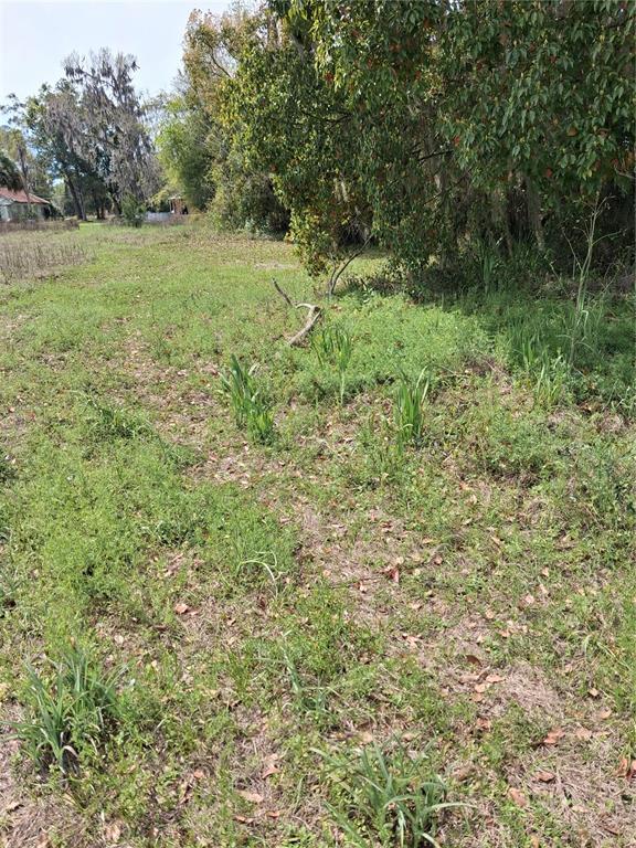 A grassy, unpaved lot features scattered vegetation and trees under a bright sky — 552 NE GURLEY AVENUE, LAKE CITY, FL