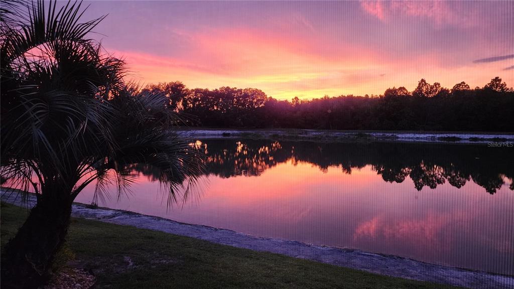 A palm tree stands beside a pond reflecting a vibrant pink and orange sunset — 4907 POINTE O WOODS DRIVE, WESLEY CHAPEL, FL