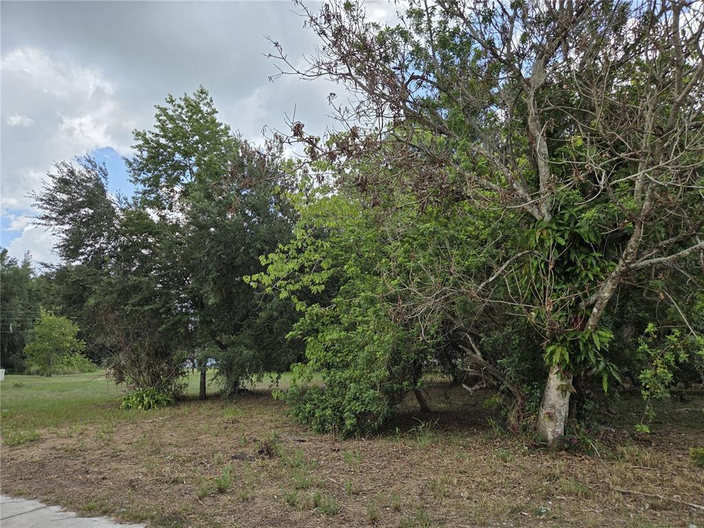 A view of a grassy, partially wooded vacant lot with mature trees under a cloudy sky — 505 S LANIER AVE, FORT MEADE, FL
