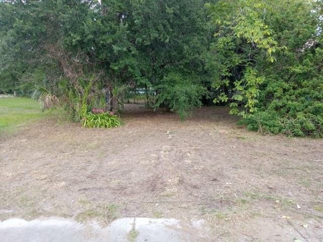 A vacant, grassy lot is framed by dense trees and foliage under a clear sky — 505 S LANIER AVE, FORT MEADE, FL