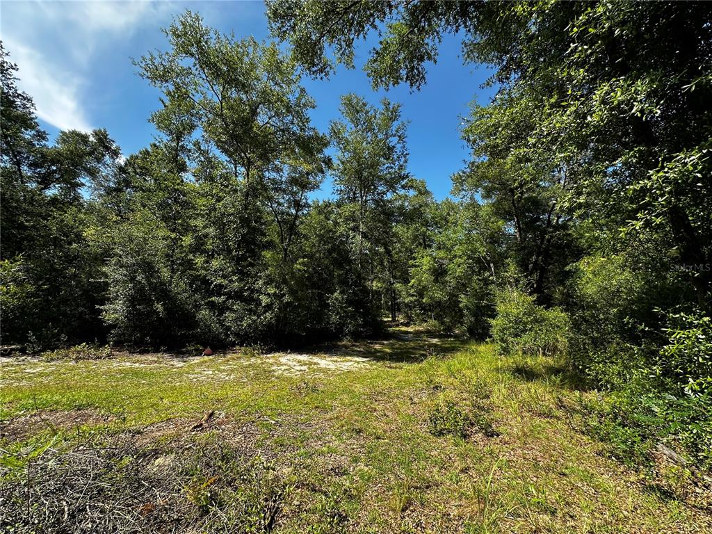 A grassy, partially cleared lot is bordered by a dense forest of mature trees — TBD NE 81ST STREET, BRONSON, FL