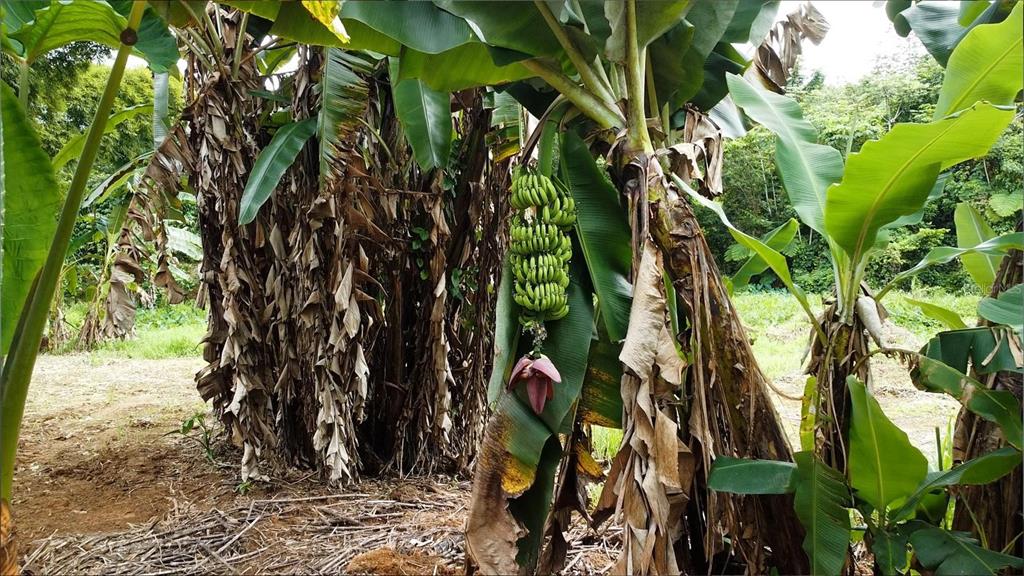A banana tree with a large bunch of green fruit grows in a rural field — 1 1  BO ANGELES, EL CORCHO, UTUADO, PR