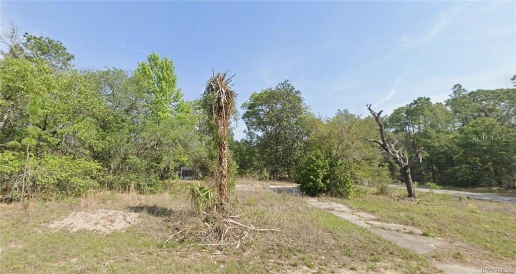 A vacant, overgrown lot features a concrete driveway, a tall palm tree, and dense woods — 941 W CADIMA PLACE, CITRUS SPRINGS, FL