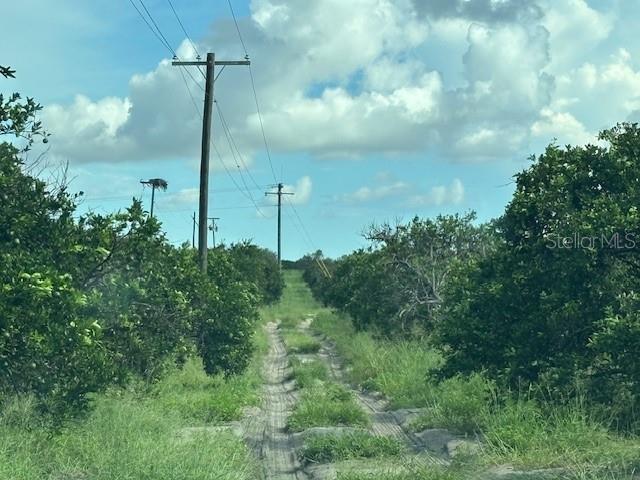 A dirt path runs between rows of citrus trees under a line of utility poles — BAGLEY ROAD, HAINES CITY, FL
