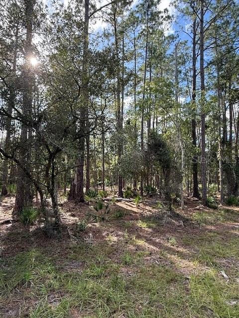 A wooded lot with tall pine trees and scattered low-lying vegetation — 207 OCALA COURT, GEORGETOWN, FL