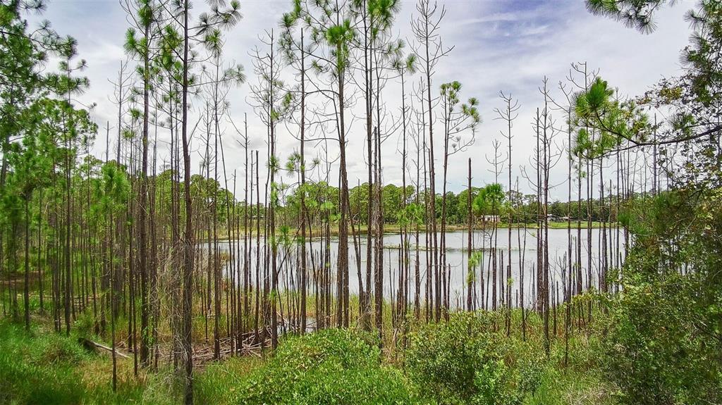 A view of a pond surrounded by tall, thin pine trees under a cloudy sky — 0000 CAROLYN STREET, DELTONA, FL