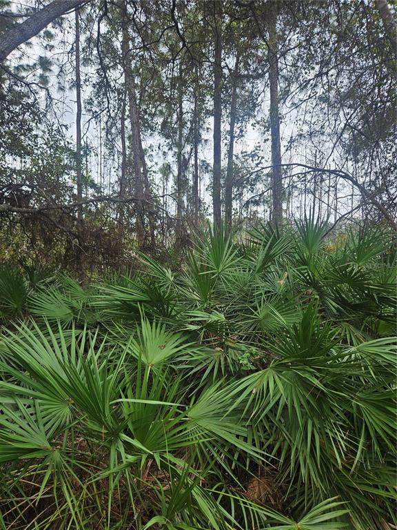 A dense thicket of saw palmetto plants grows beneath a canopy of tall pine trees — 0000 CAROLYN STREET, DELTONA, FL