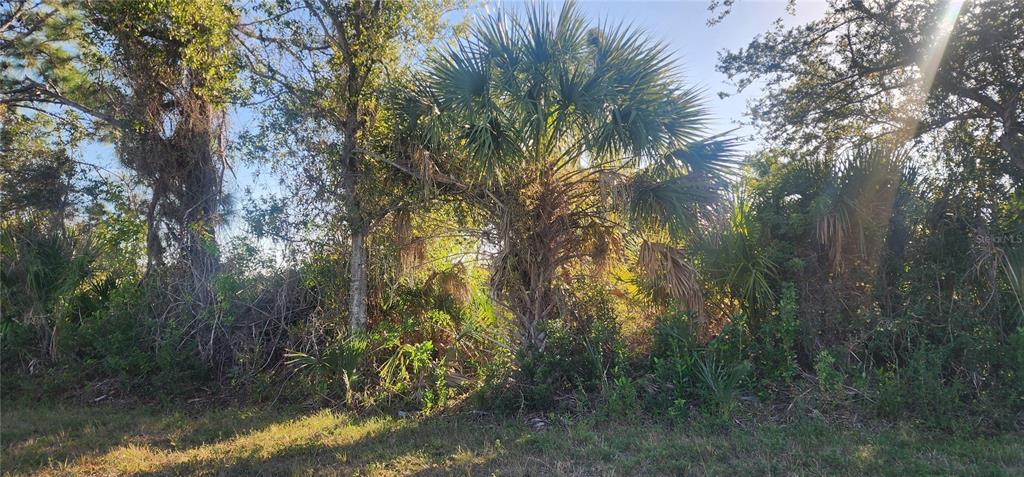 A view of a wooded lot featuring a large palm tree and dense natural vegetation — 14025 PARIS LANE, PORT CHARLOTTE, FL