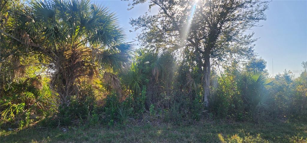 A dense, wooded lot features various palm trees and native shrubs under a bright sky — 14025 PARIS LANE, PORT CHARLOTTE, FL