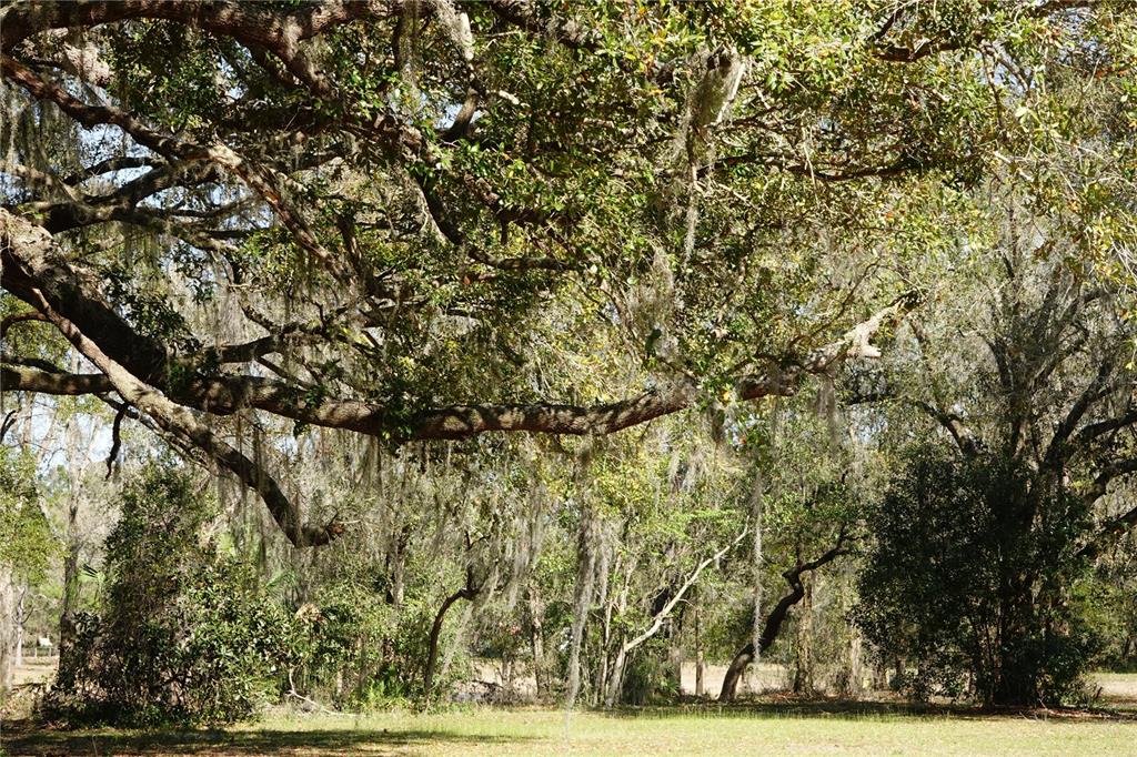 A large, moss-draped oak tree stands in a sunny, grassy yard with surrounding woods — 22838 BUNGALOW LANE, LAND O LAKES, FL