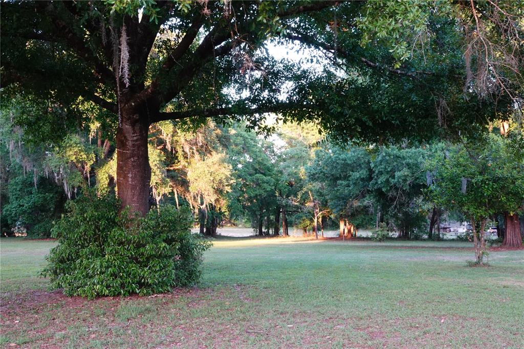 A large oak tree with Spanish moss stands in a grassy yard near wooded areas — 22838 BUNGALOW LANE, LAND O LAKES, FL
