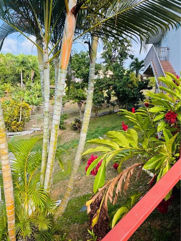 A view from a balcony overlooking a grassy yard with palm trees and tropical plants — Bo. Dajao Cam Los Oyola BO. DAJAO, BAYAMON, PR