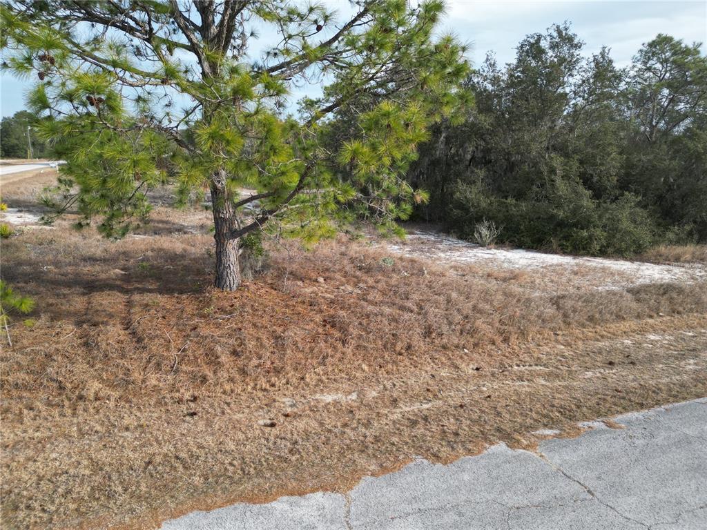 A pine tree stands on a grassy, sandy lot next to an asphalt road — 1319 HILLSBOROUGH LANE, KISSIMMEE, FL
