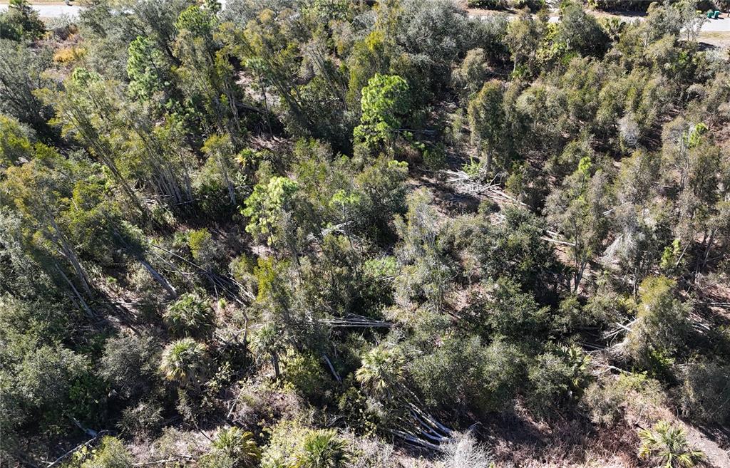 An aerial view of a densely wooded lot with various trees and scattered fallen branches — 1071 FORRESTAL STREET, PORT CHARLOTTE, FL
