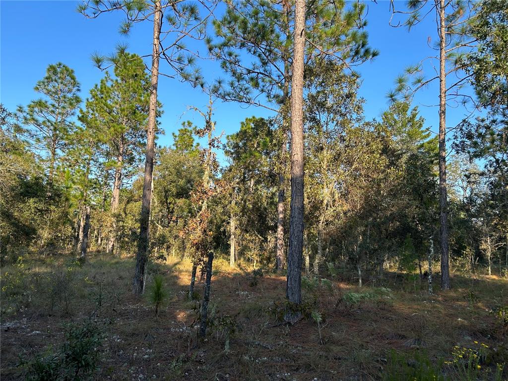 A wooded lot features tall pine trees and scattered underbrush under a clear blue sky — TBD NE 148 TERRACE, WILLISTON, FL
