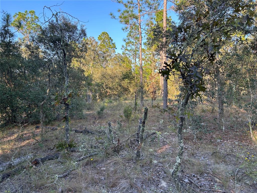 A wooded lot features scattered trees, dry grass, and sandy soil under a clear sky — TBD NE 148 TERRACE, WILLISTON, FL