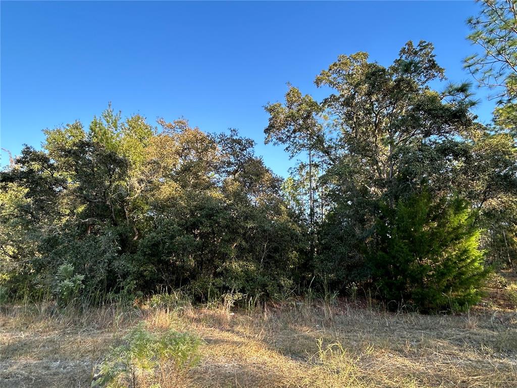 A view of a wooded lot with dense trees and dry grass under a clear sky — TBD NE 148 TERRACE, WILLISTON, FL