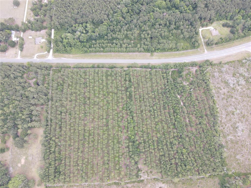 An aerial view shows a rectangular plot of pine trees bordered by a road — TBD N STATE ROAD 121, ALACHUA, FL
