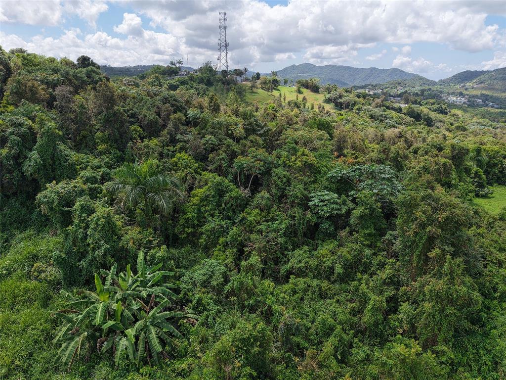 An aerial view shows a dense, green hillside forest with a communications tower in the distance — PR 7718 KM 3.6 PASTO WARD, AIBONITO, PR