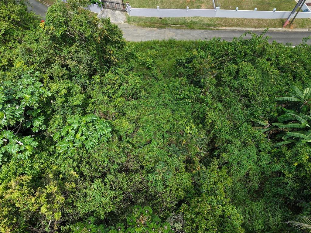 An aerial view shows a densely vegetated, undeveloped plot of land next to a road — PR 7718 KM 3.6 PASTO WARD, AIBONITO, PR