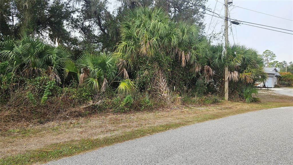 A dense, overgrown lot with palm trees and vegetation sits beside a paved residential road — NADASKY LOT #47 AVENUE, NORTH PORT, FL
