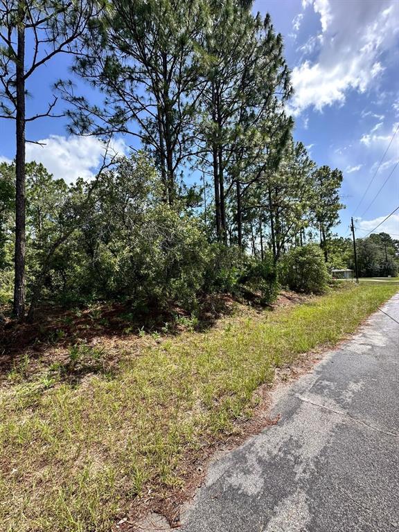 A paved road runs alongside a wooded lot with tall pine trees and dense brush — 7398 N VERONICA DRIVE, DUNNELLON, FL