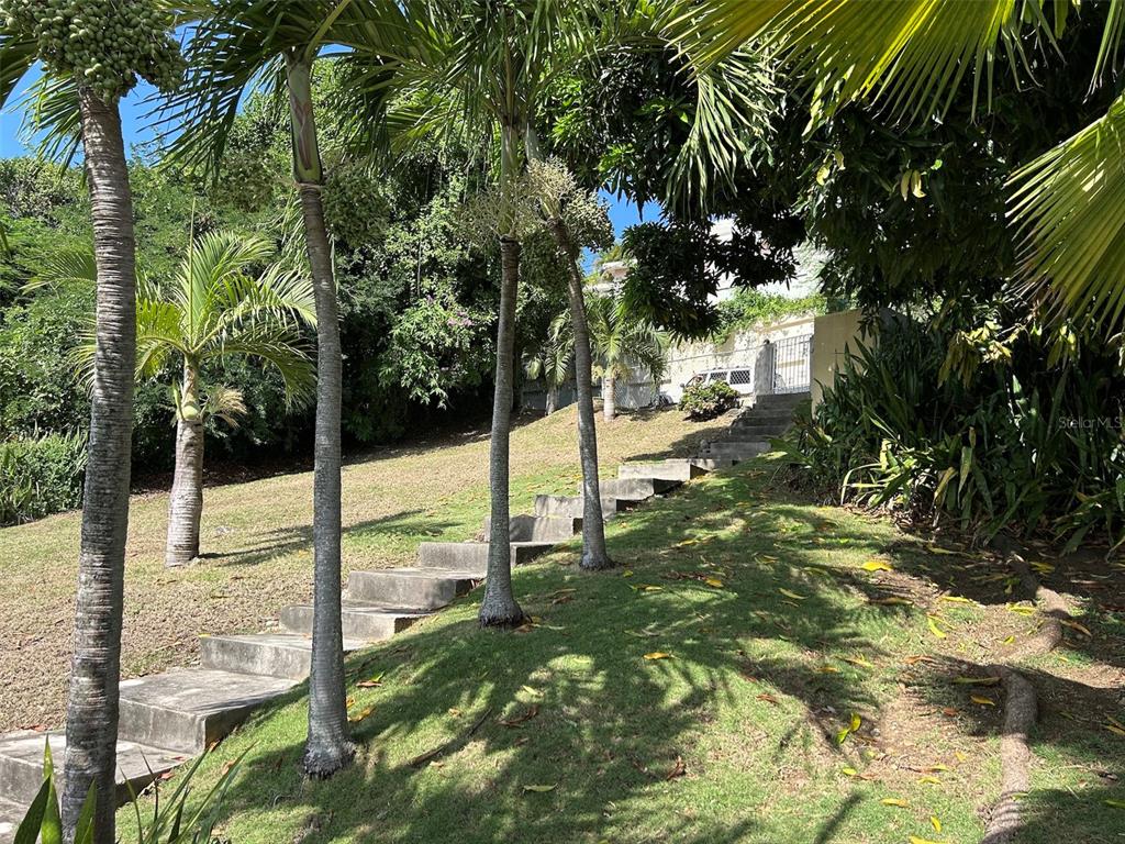 A set of concrete stairs leads up a grassy hill past several palm trees — Number 28 DESTINO, VIEQUES, PR