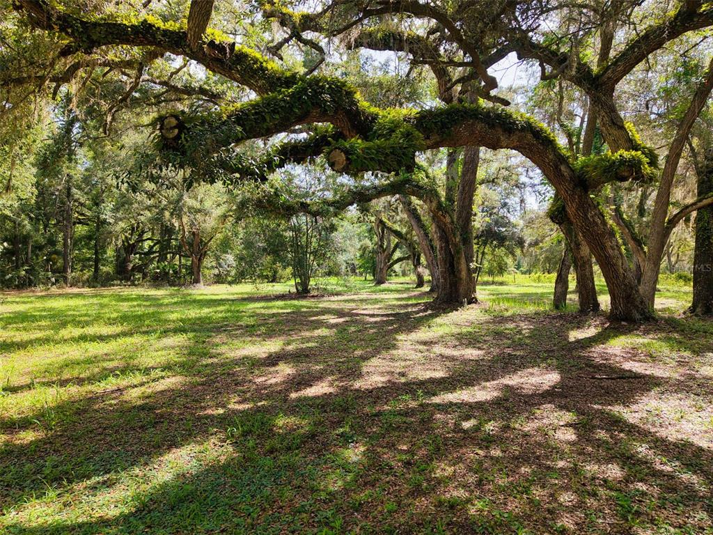 A large, mossy oak tree stands in a grassy, sunlit field with a wooded background — 11 NE 434TH STREET, OLD TOWN, FL