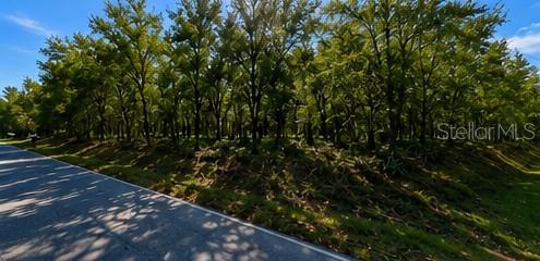 A paved road runs alongside a wooded lot with dense trees and brush — 15130 SPOKANE ROAD, SPRING HILL, FL