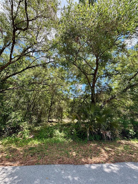 A wooded, undeveloped residential lot features mature trees and a small palm plant — Lot 15 SW SHOREWOOD DRIVE, DUNNELLON, FL
