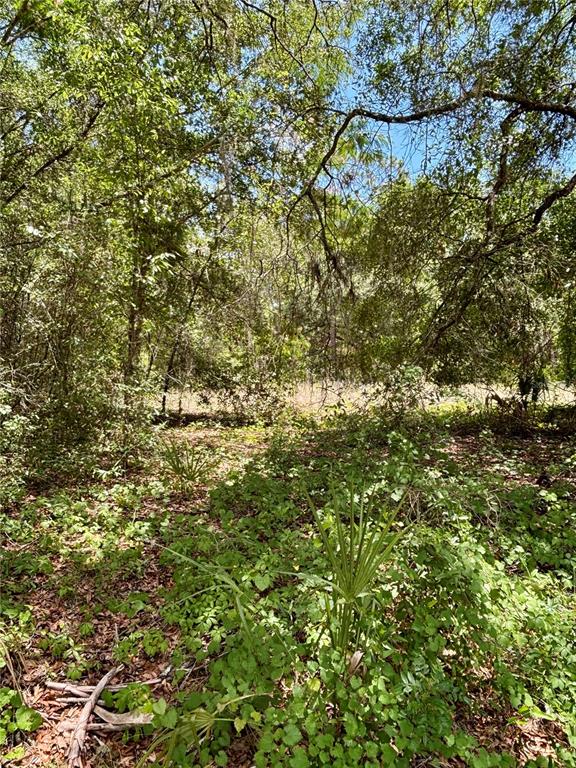 A wooded lot features dense green foliage, small palm plants, and a canopy of trees — Lot 15 SW SHOREWOOD DRIVE, DUNNELLON, FL