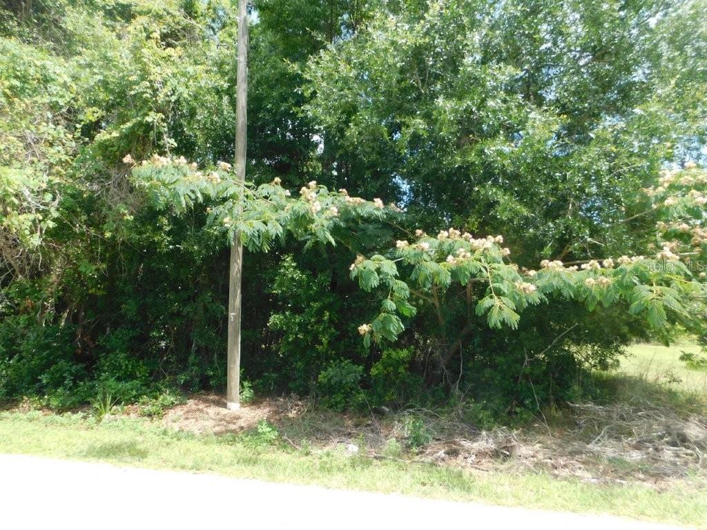 A utility pole stands in front of a dense line of trees and blooming shrubs — 0 NW 66TH STREET, OCALA, FL