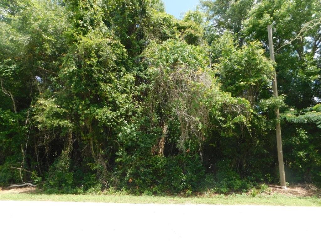A dense, overgrown wooded lot sits behind a paved road with a utility pole — 0 NW 66TH STREET, OCALA, FL
